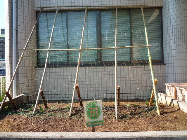 グリーンのカーテン用に植えられた苗の写真