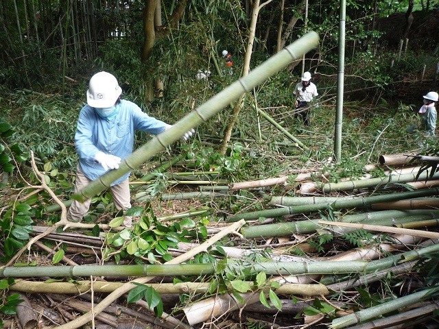 竹藪での伐採作業の様子