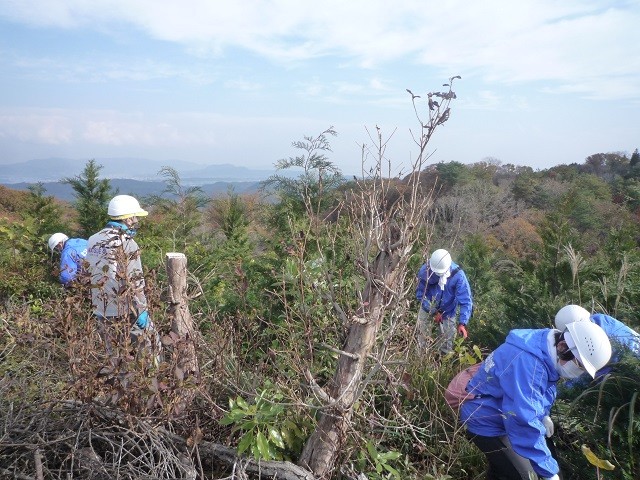 4年前に植樹したヒノキの生育を妨げる他の樹木を刈り払う除伐作業の様子