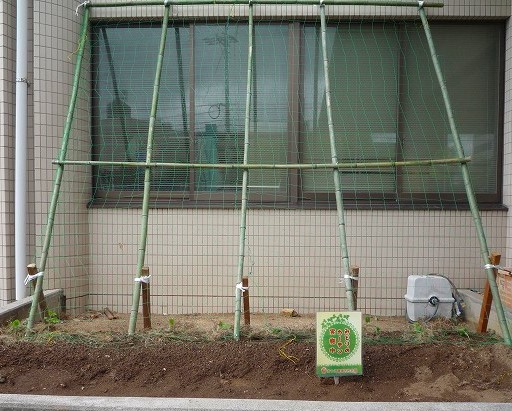 植えられたゴーヤの苗と「みどりのカーテン実施中」の立て札